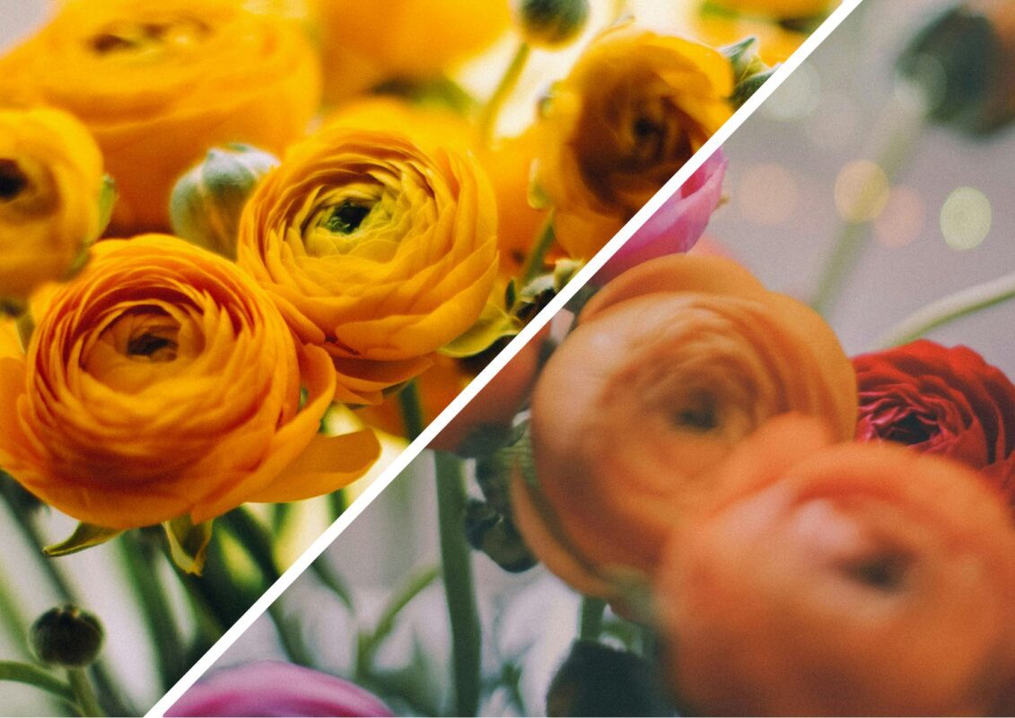 Чому не можна висаджувати лютики на клумбі