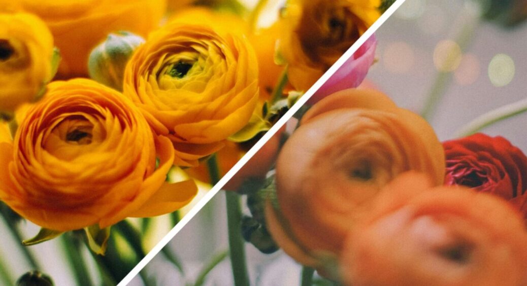 Квітка неймовірної краси, але ось що ховається за фасадом: 1 причина не садити лютики 