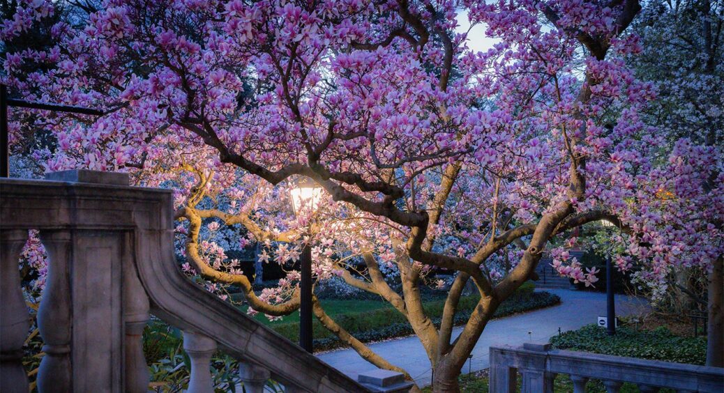 Подарує 1000 велетенських квітів: що додати в лунку під час висаджування магнолії у садку 