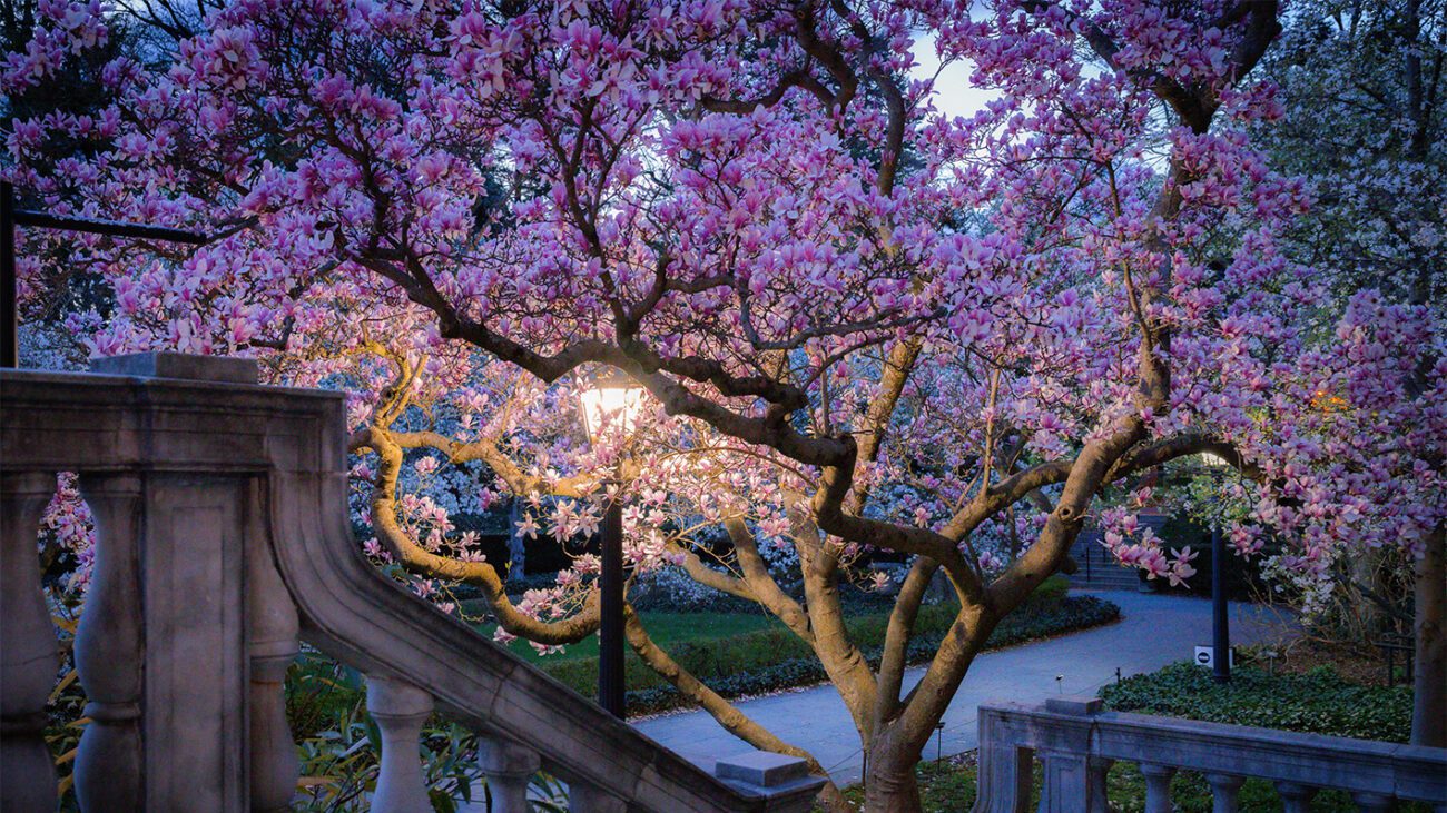 Як висадити магнолію, щоб дала великі квітки