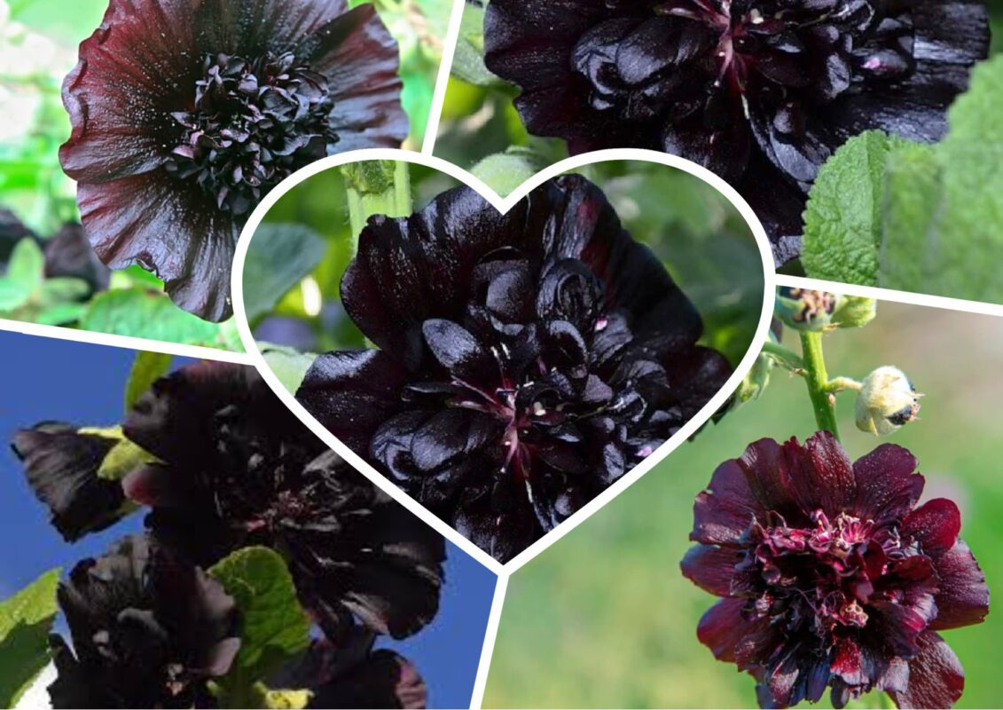 Садівники пояснили, який сорт мальви витримує спеку й нестачу вологи