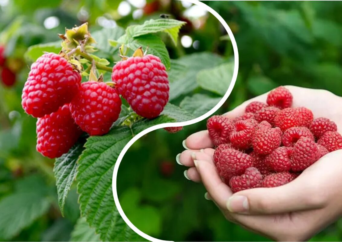 Агрономи назвали прийоми, які збільшать урожай малини в рази