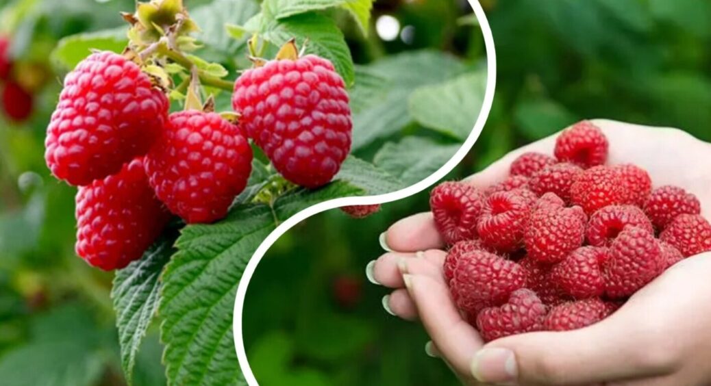 Ця малина росте як на дріжджах на Львівщині: 5 найкращих сортів – солодка, велика, м’ясиста 