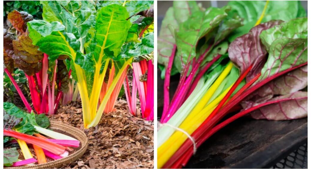 А ви знали, що листя мангольду на раз-два росте на Полтавщині: воно замінить шпинат та капусту 