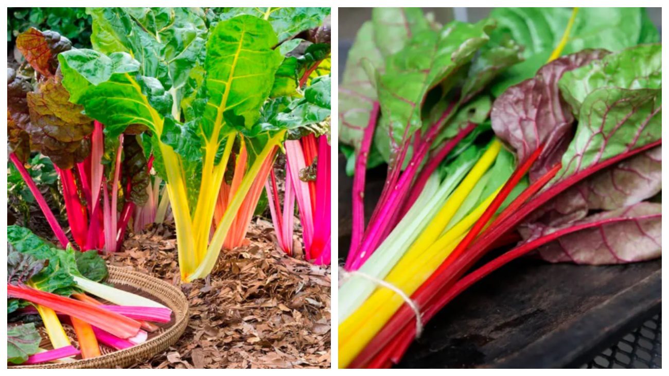 Садівники пояснили, в якій області України вже успішно вирощують мангольд