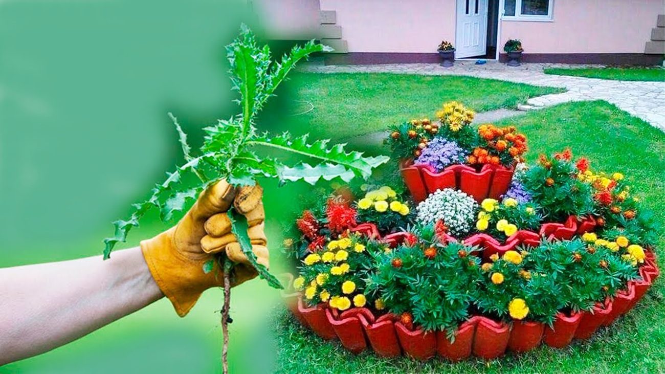 Експерти розповіли, як зробити засіб від бур'янів в домашніх умовах