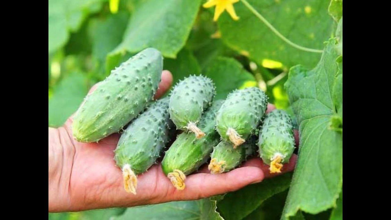 Сорт огірків Маша для Ужкородської області