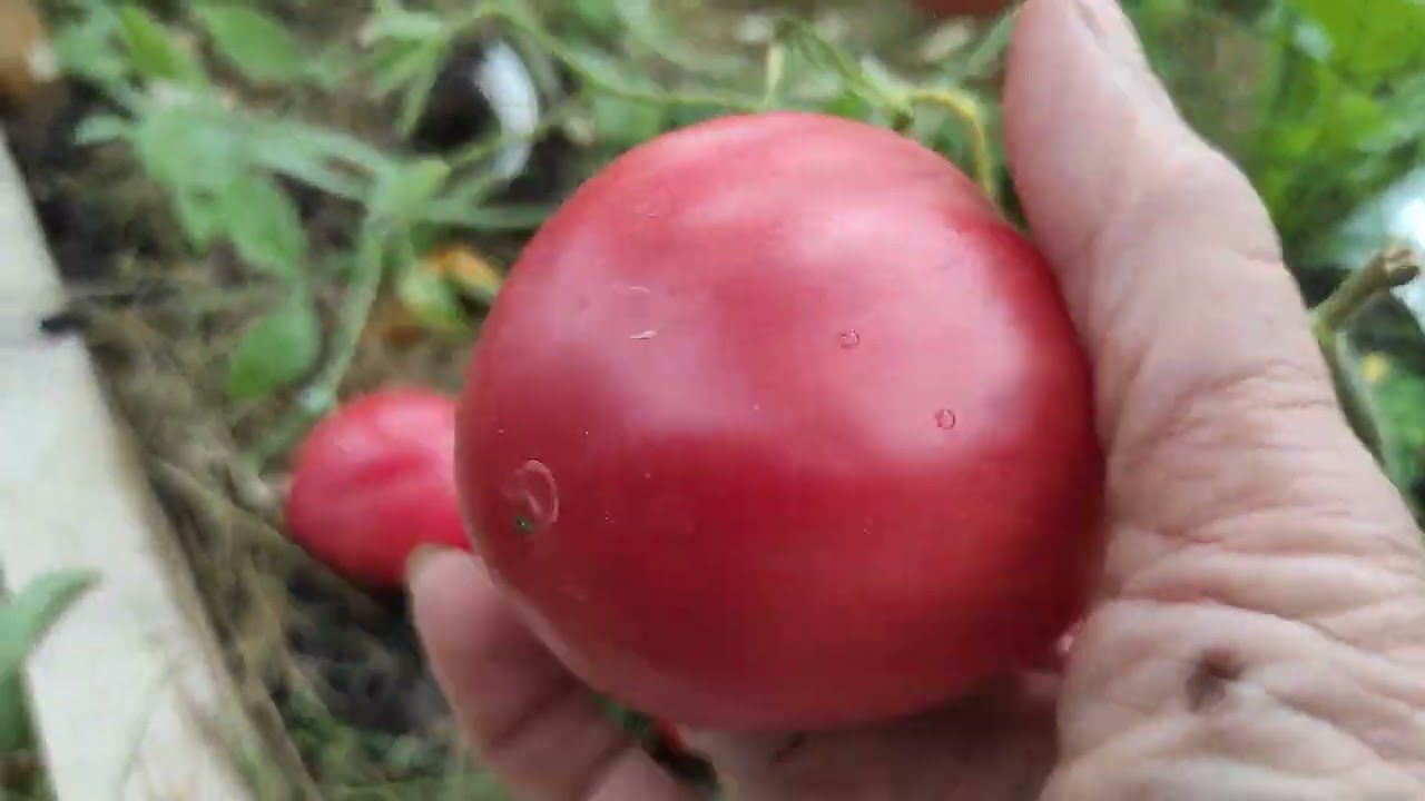 Помідори сорту Бичаче серце