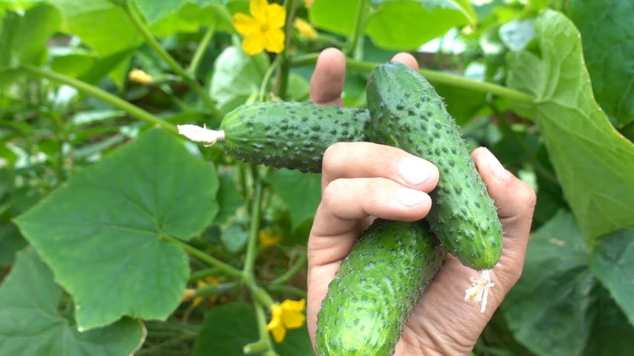 Городники розповіли, як виростити огірки, щоб вони не гірчили Городники розповіли, як виростити огірки, щоб вони не гірчили
