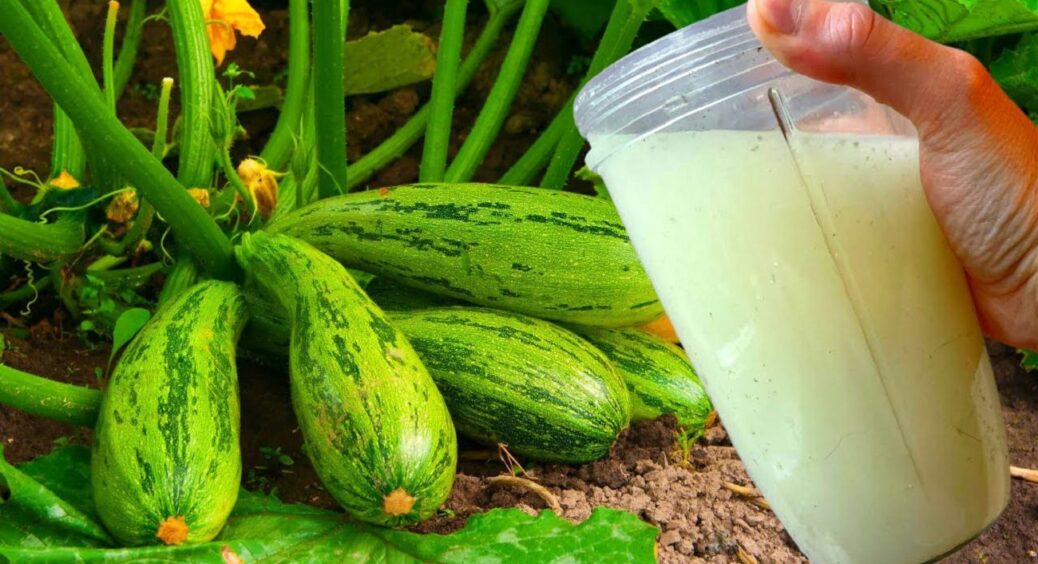 Полийте кабачки цим з вечора – вранці побачите різницю: старий, але дієвий рецепт агрономів 