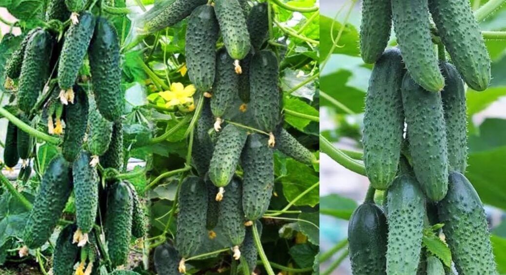 Вони точно знають: що покласти в лунку для розсади огірків – 5 рецептів від сумських городників 