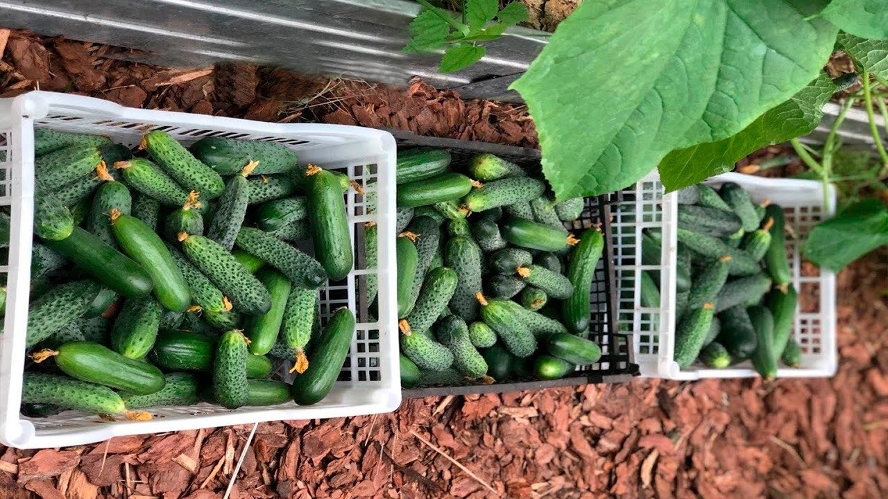 Агрономи розповіли, чим полити огірки на початку червня, щоб вони плодоносили до пізньої осені