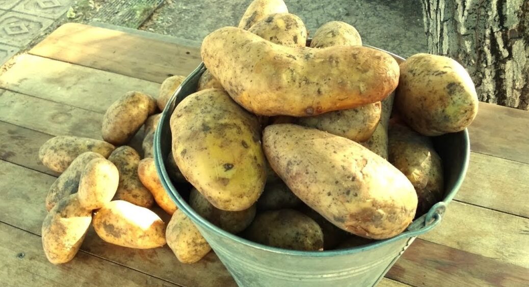 Топ 2025! Картопля “виживання”: ці сорти нагодують вас навіть у найлютішу зиму! Чемпіони! 