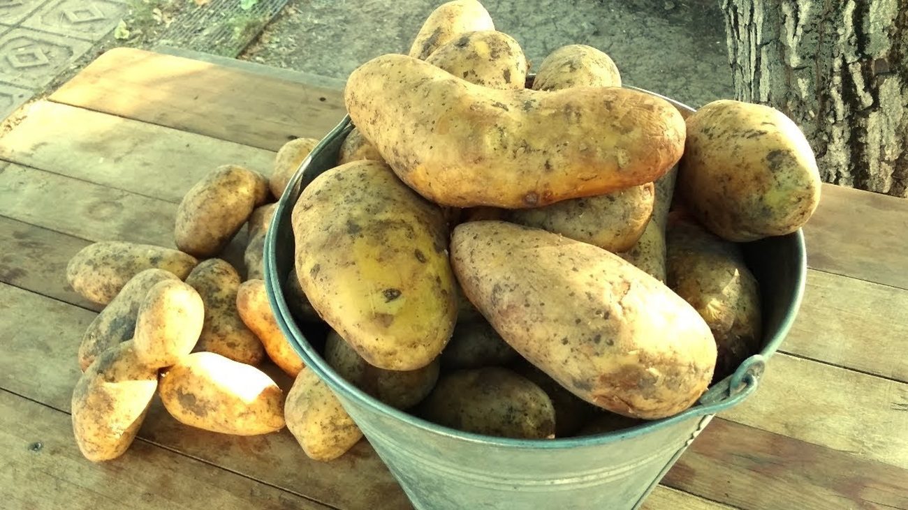 Агрономи назвали 3 сорти картоплі, які найкраще зберігаються