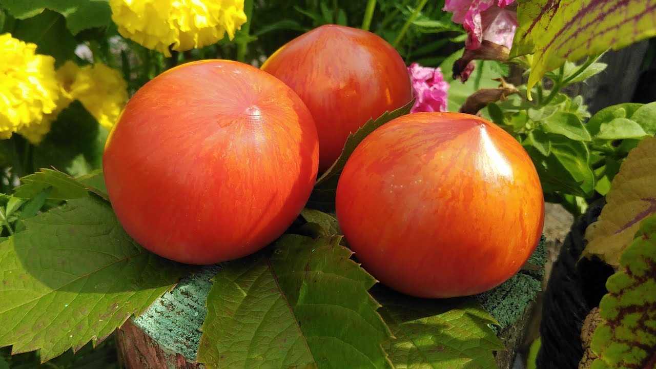 Агрономи назвали мінуси сорту томатів Волове серце