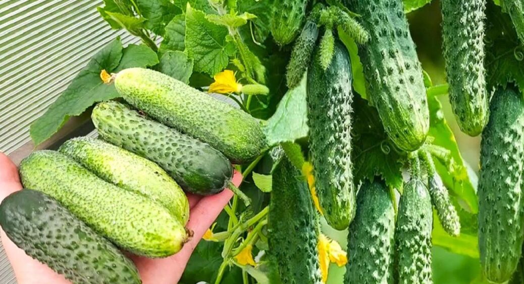 Тільки 3 сорти огірків витримають літню спеку 2025 та піщані буревії: плодоношення до осені 