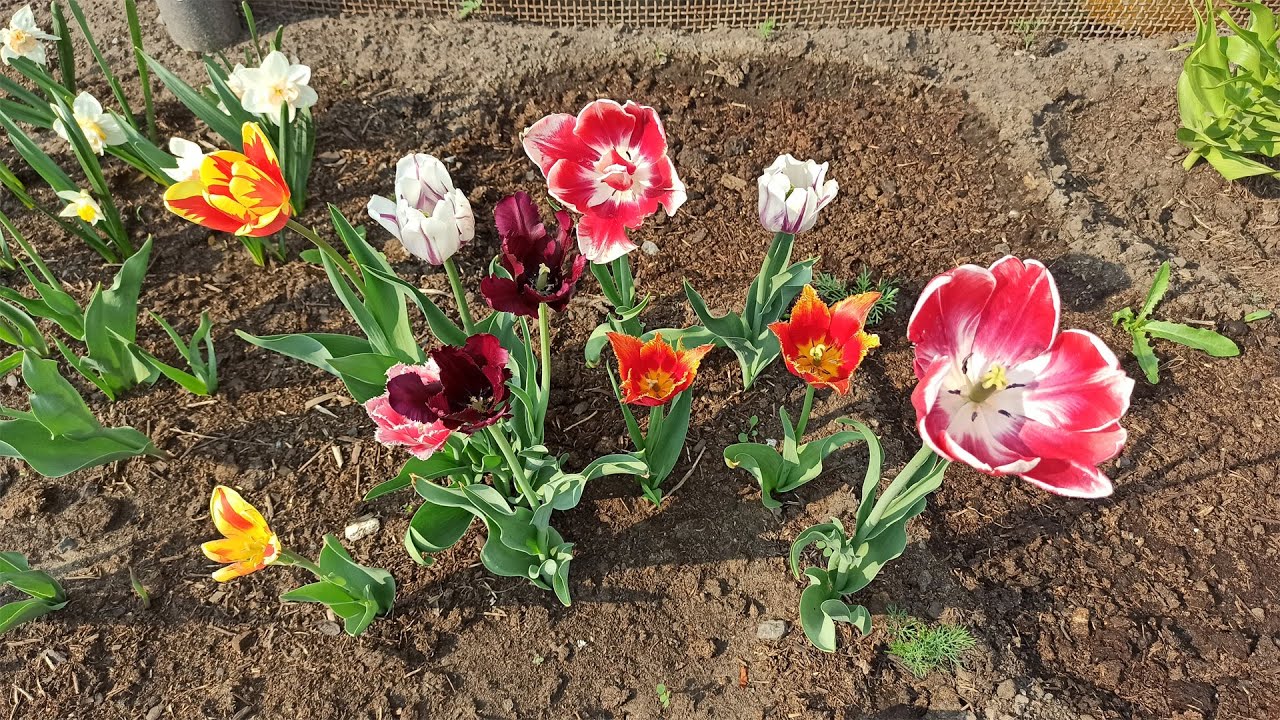 Як правильно видалити голівки тюльпанів після завершення цвітіння