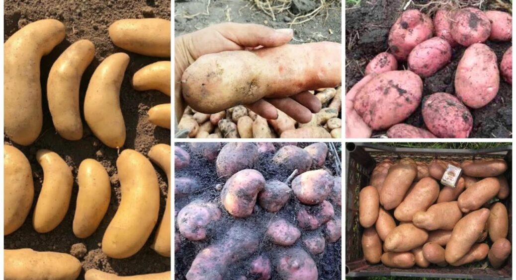 На Харківщині обрали 4 найкращих сорти картоплі: добре родять навіть без регулярного поливу 
