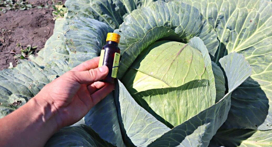 На Черкащині не садять капусту без цього “ритуалу” – інакше гусінь “зжере” все 