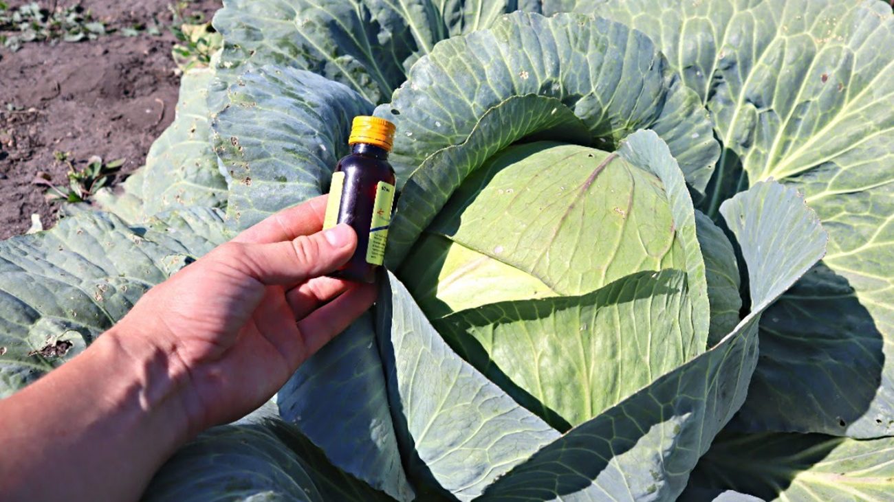 Городники розповіли, чим обробити капусту від гусіні