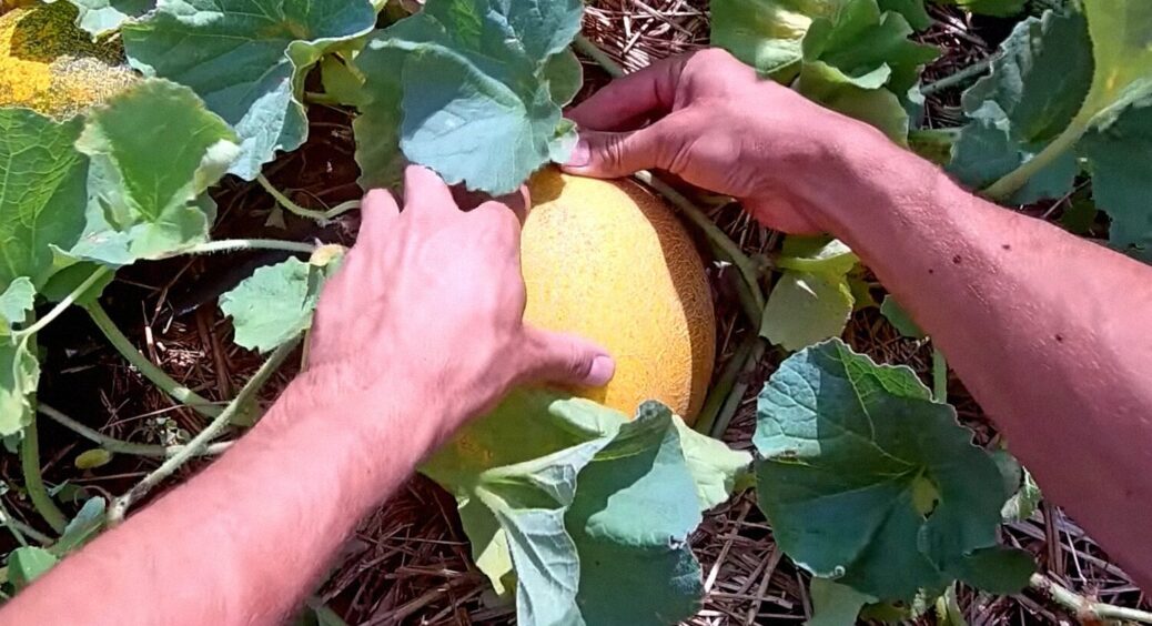Посадіть це поряд із динею — і вона виросте солодка, соковита й дасть щедрий урожай 