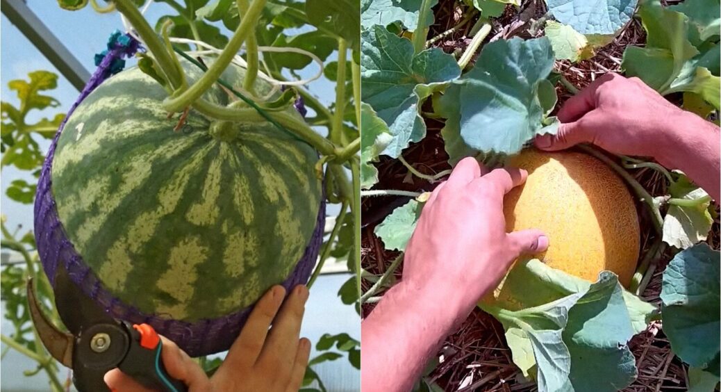 Якщо запізнитеся хоча б на 1 день, то врожай буде ніяким: коли садити кавун і диню? 