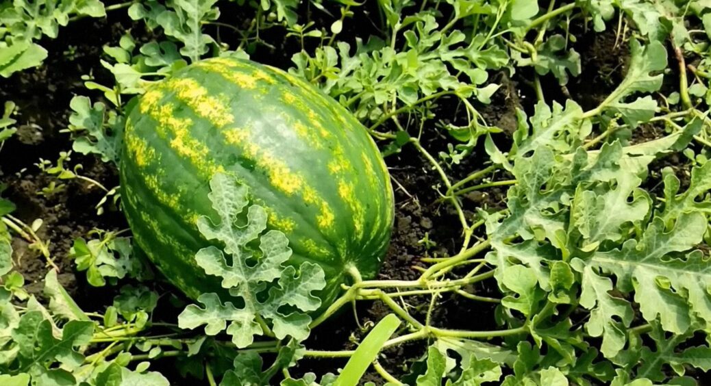 Відстань між кавунами впливає на врожай! Як саджати, щоб зібрати щедрий врожай у 2025 році 