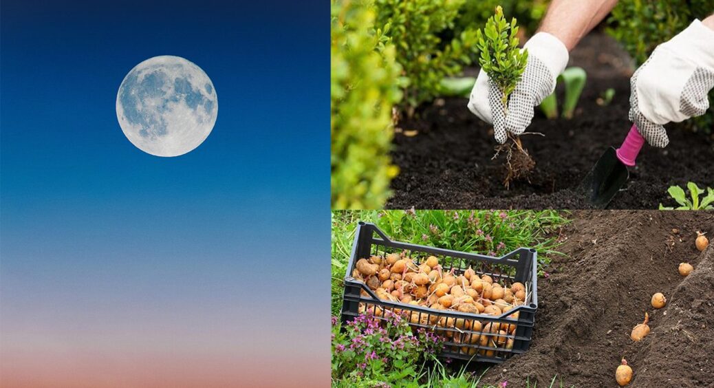 Для щедрого-щедрого врожаю: що і коли висаджувати в травні 2025 за місячним календарем 