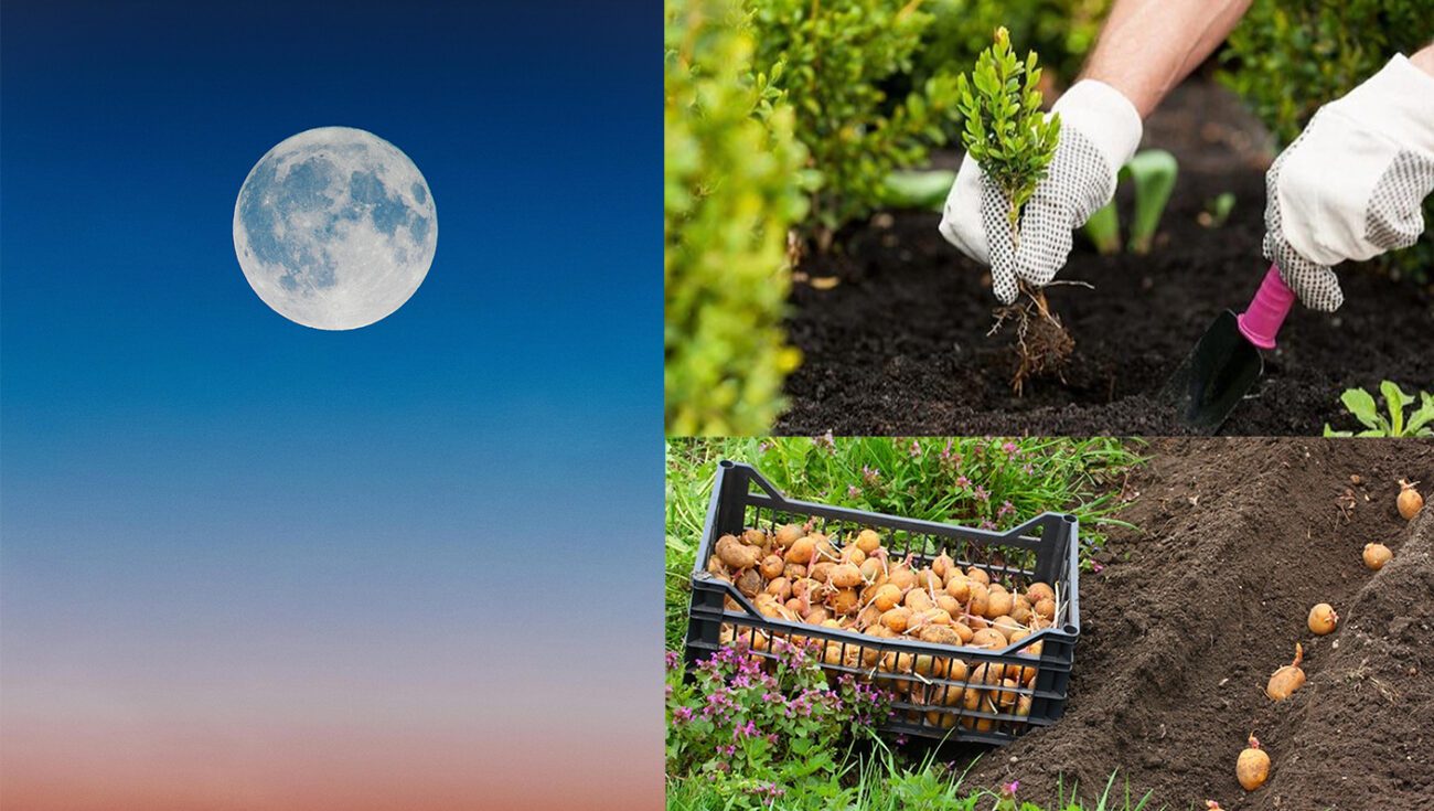 Що не можна садити після 1 червня