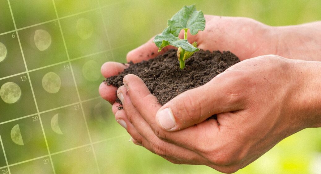 Настав час садити город: ось коли це треба робити у травні за місячним календарем 2025 