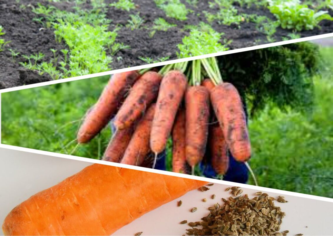 Як правильно висівати насіння моркви, щоб отримати гарні рівні плоди
