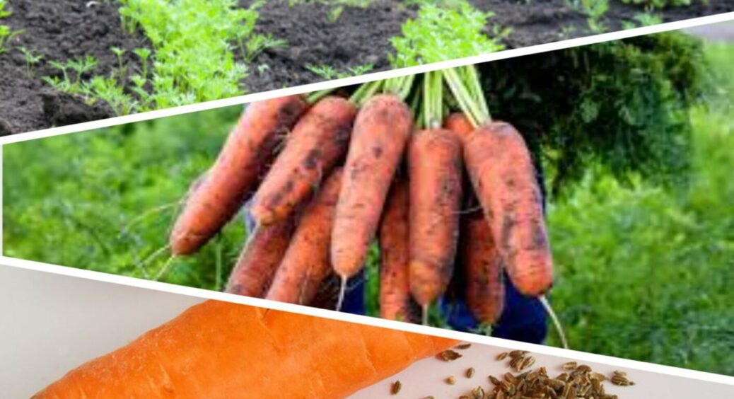 На Волині садять моркву тільки так: інші способи дають тріщини й гниль – агрономи рекомендують 