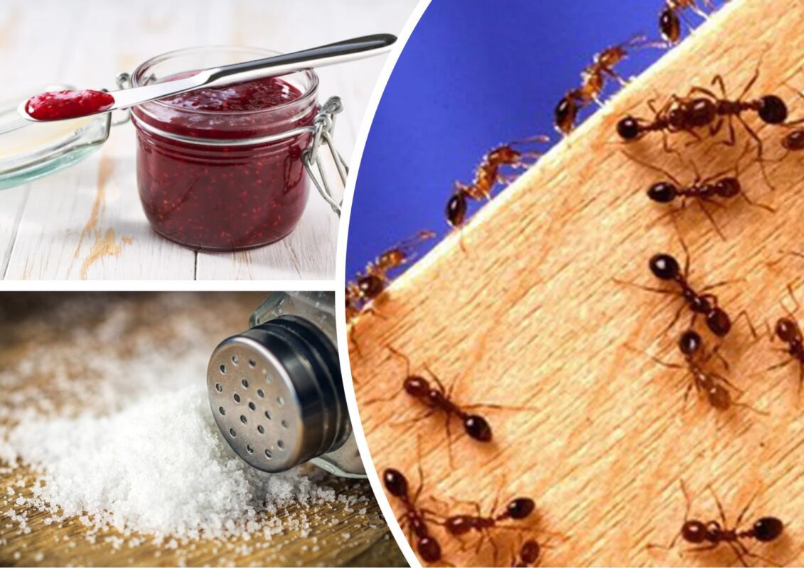 Як позбутися мурах на дачній ділянці та в будинку