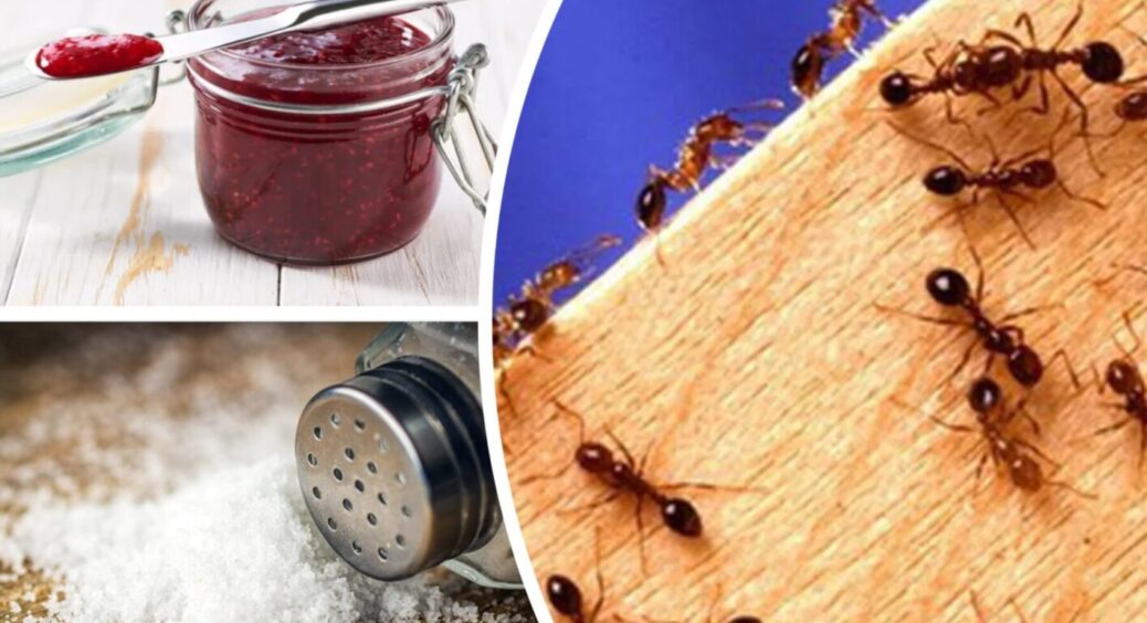 Мурахи більше не докучатимуть на городі та в будинку: всього 10 мл засобу з аптеки допоможуть 