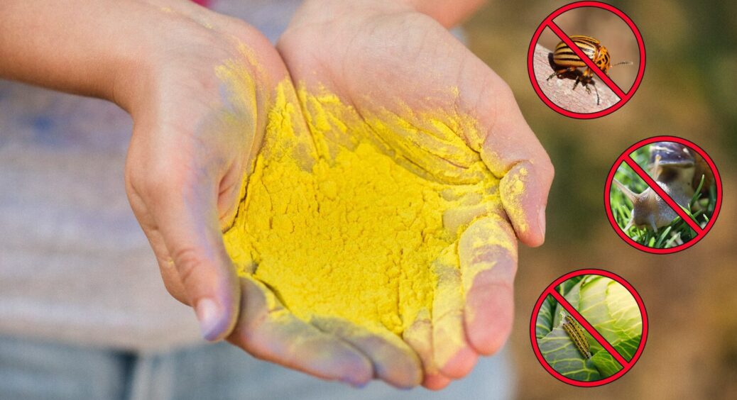 Гірчиця — не лише соус до м’яса: 3 способи використання проти шкідників на городі 