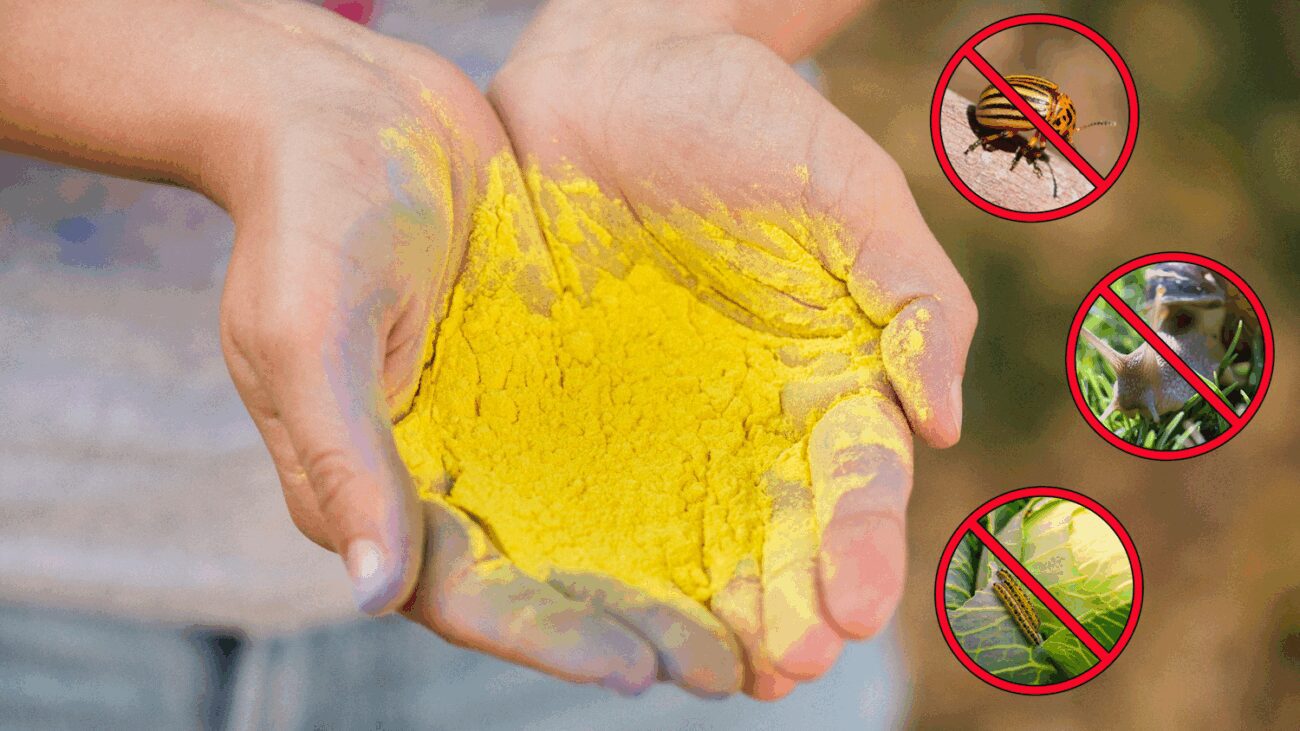 Городники назвали 3 способи використання гірчиці проти шкідників