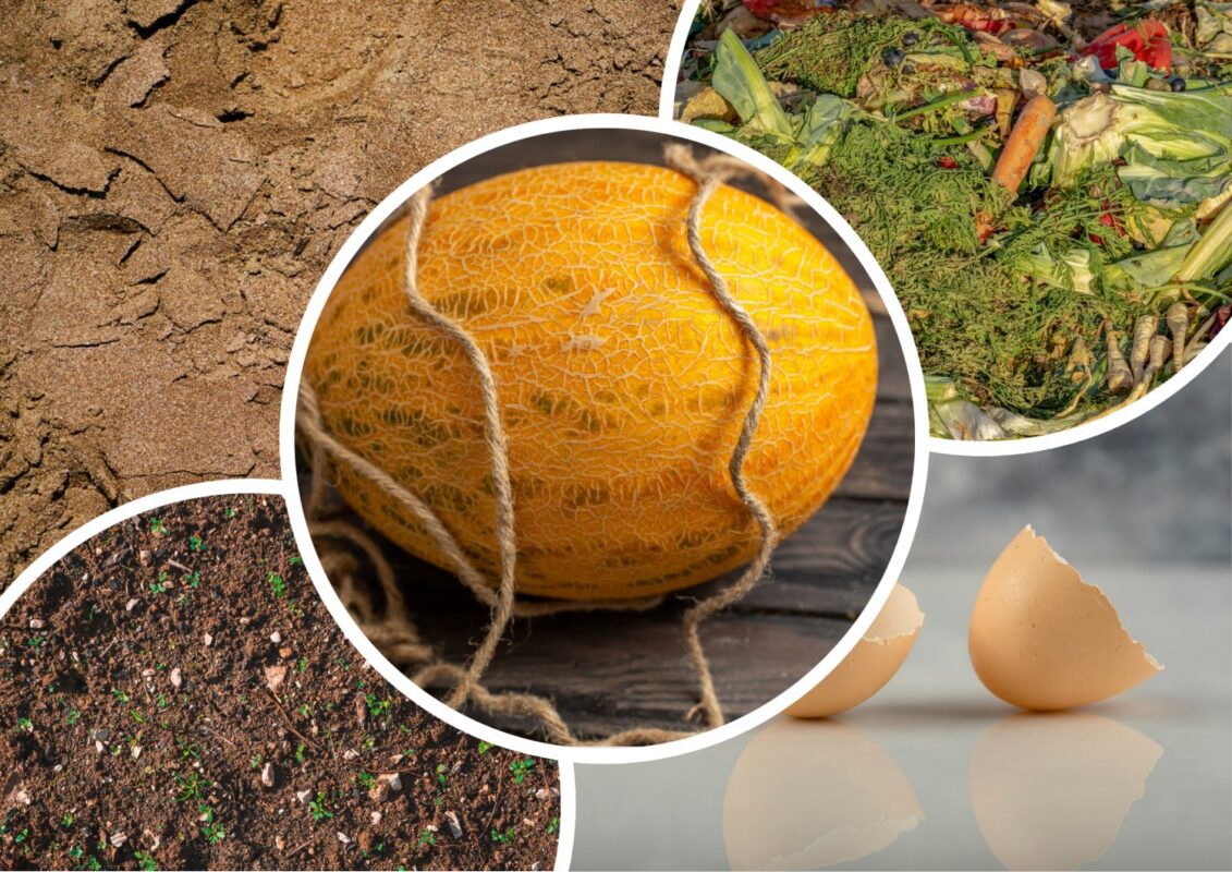 Що додати в лунку, щоб дині виросли солодкими