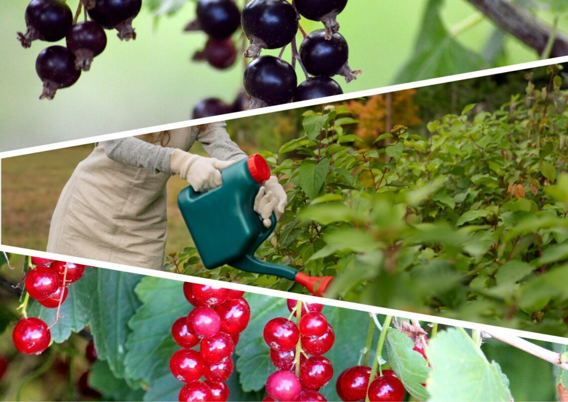 Чим полити кущі смородини для щедрого врожаю в травні 2025