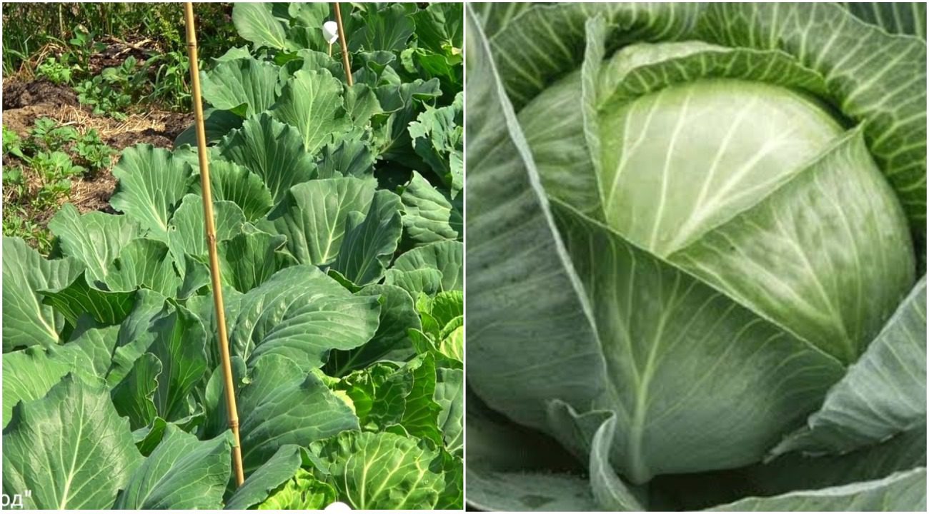 чим полити капусту, щоб вона виросла гігантською