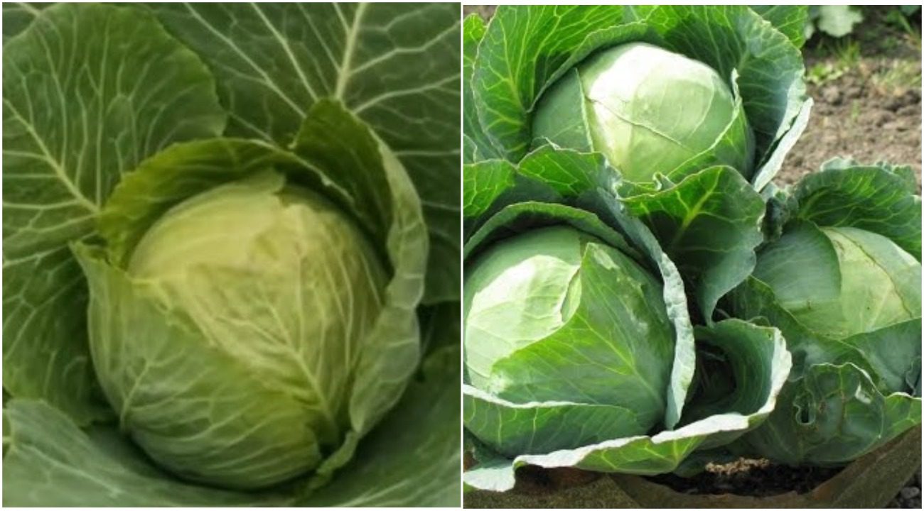 Городники розповіли, чим полити капусту, щоб вона виросла гігантською