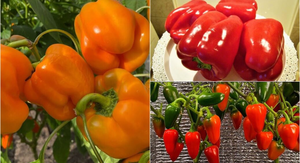 На Миколаївщині садять перці лише цих двох сортів: найбажаніша покупка дачників 2025 