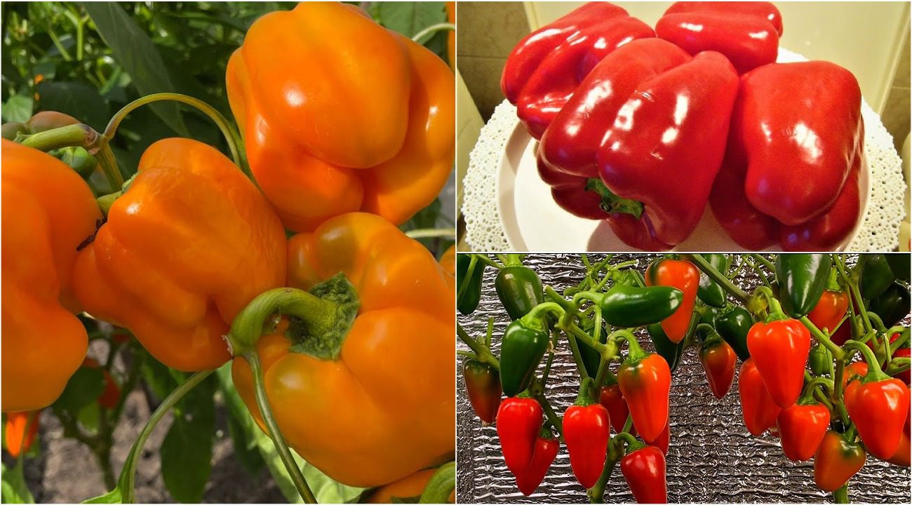 Агроном розповів, як виростити соковиті та солодкі перці
