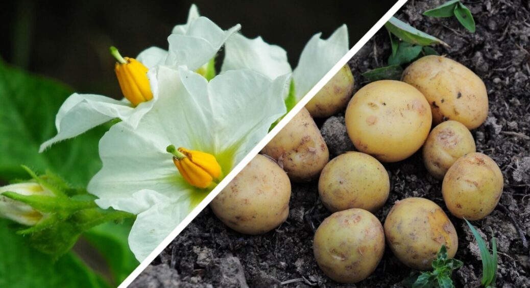 Треба поспішати, щоб картоплі було багато-багато: як виростити 2 врожаї за 1 сезон? 