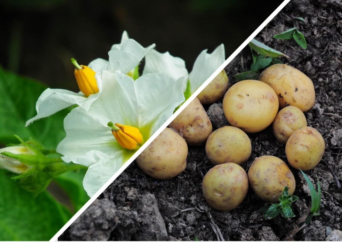 Агрономи розповіли, як зібрати врожай картоплі 2 рази за сезон