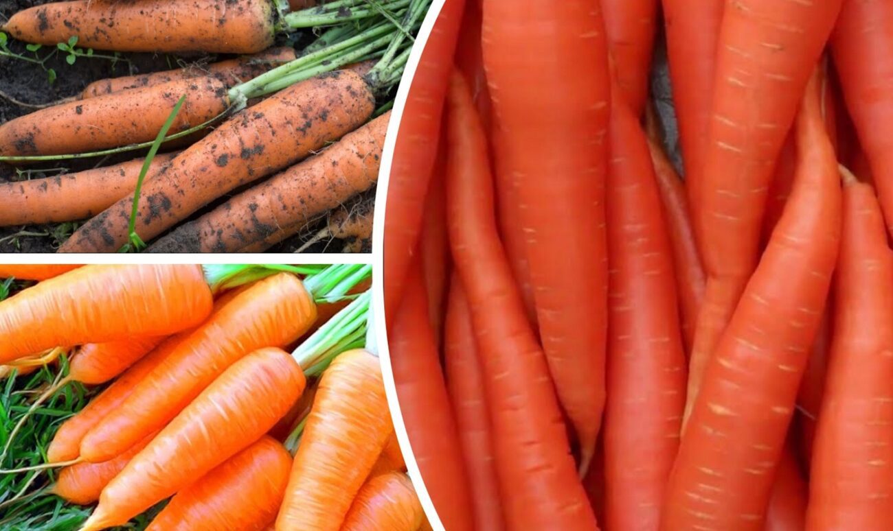 Агрономи назвали 5 сортів моркви, яка дає найбільший урожай