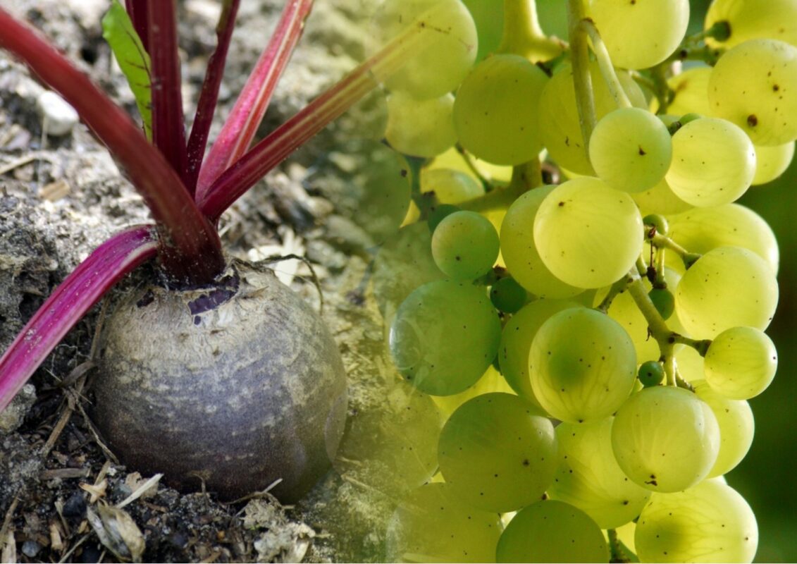 Експерти розповіли, чому варто посіяти буряк під виноградом