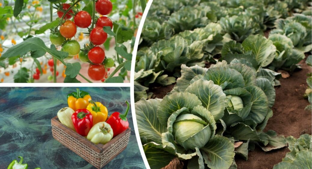 Якщо ви ще цього не зробили: коли сіяти помідори, перець і капусту у відкритий ґрунт 2025 