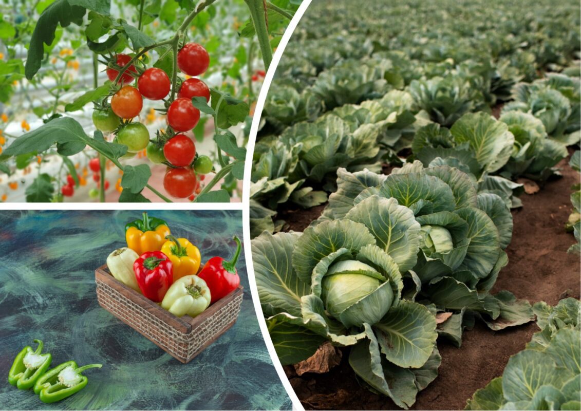 Сприятливі дні для посадки капусти, помідорів та перцю у відкритий ґрунт в 2025 році