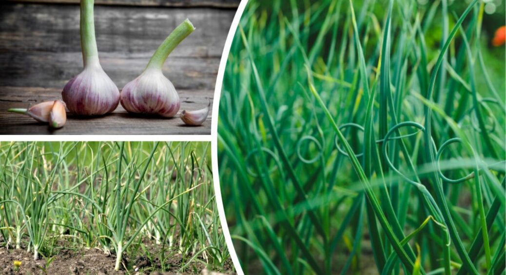 Зверніть увагу на це добриво з 3 інгредієнтів: у 2025 році тільки так і вийде виростити часник 