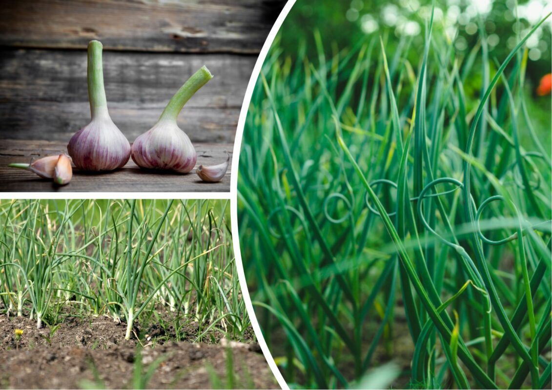 Агрономи назвали ідеальне добриво для часнику з 3 інгредієнтів